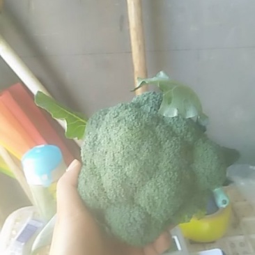 西蓝花