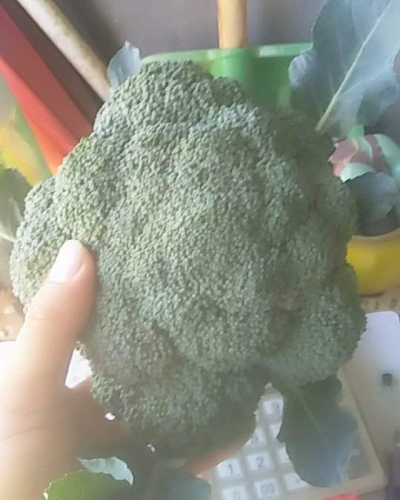 西蓝花