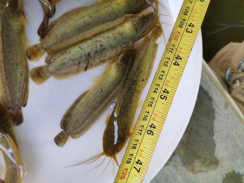 三黄塘角鱼，本地土塘虱