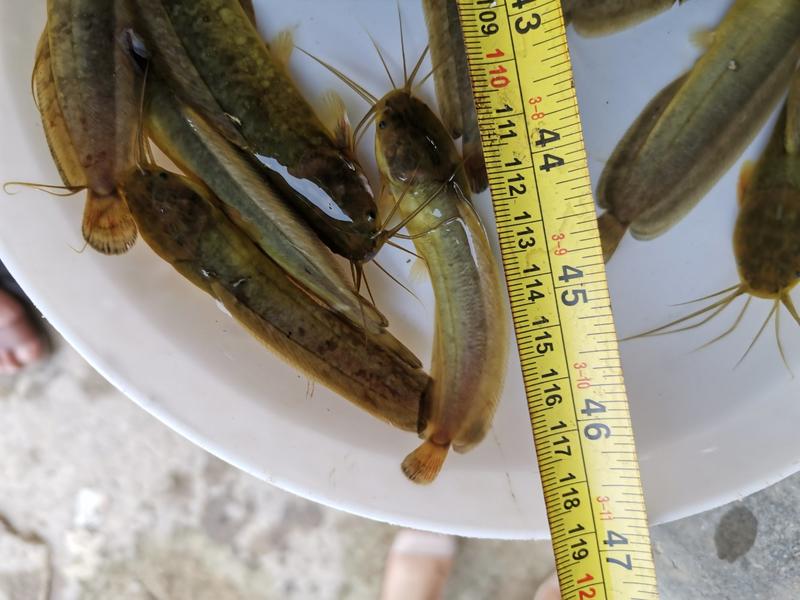 三黄塘角鱼，本地土塘虱，10公分起