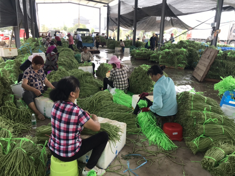 缸豆，豆角