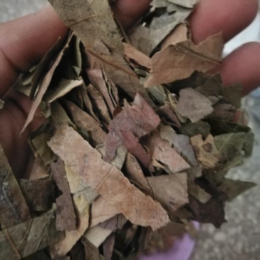 柿叶,道地药材,质优价实,品质保证,药典标准一公斤起批
