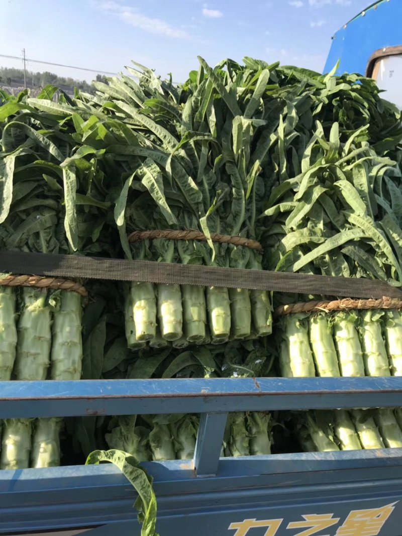 莴笋红叶香莴笋电商，超市，山东莴笋不空心品质保证