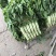 莴笋红叶香莴笋电商，超市，山东莴笋不空心品质保证