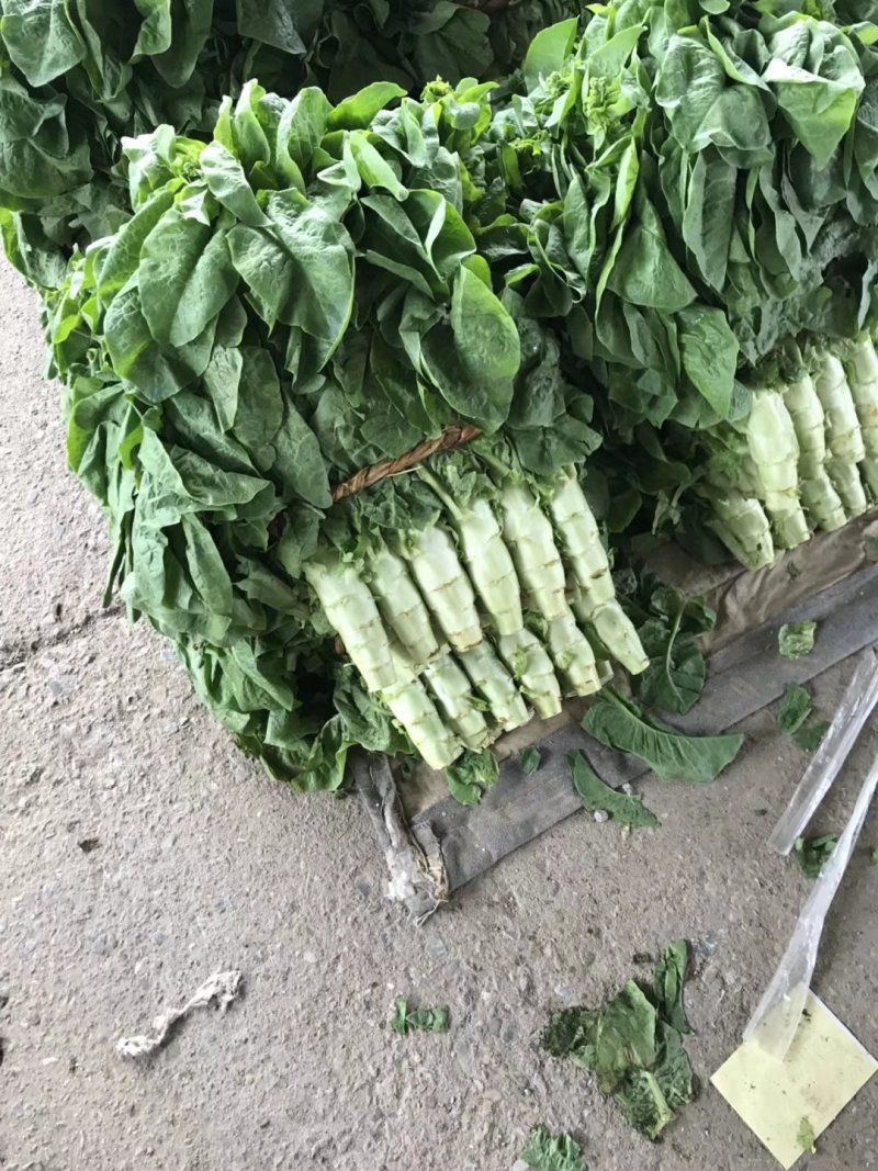 莴笋红叶香莴笋电商，超市，山东莴笋不空心品质保证
