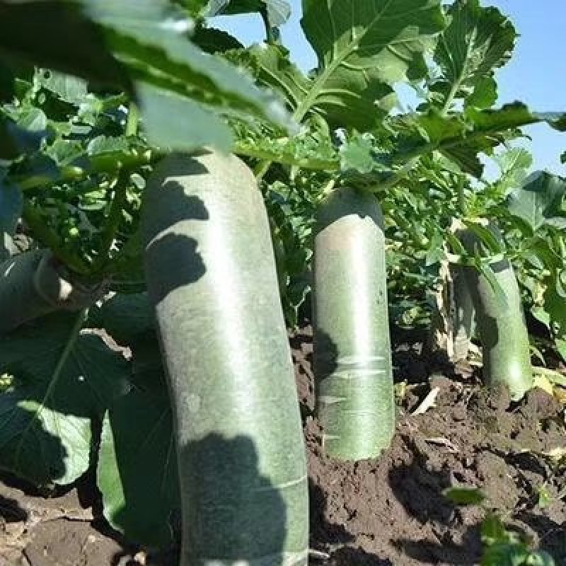 山东潍坊萝卜，价格便宜，量大从优。诚信经营。