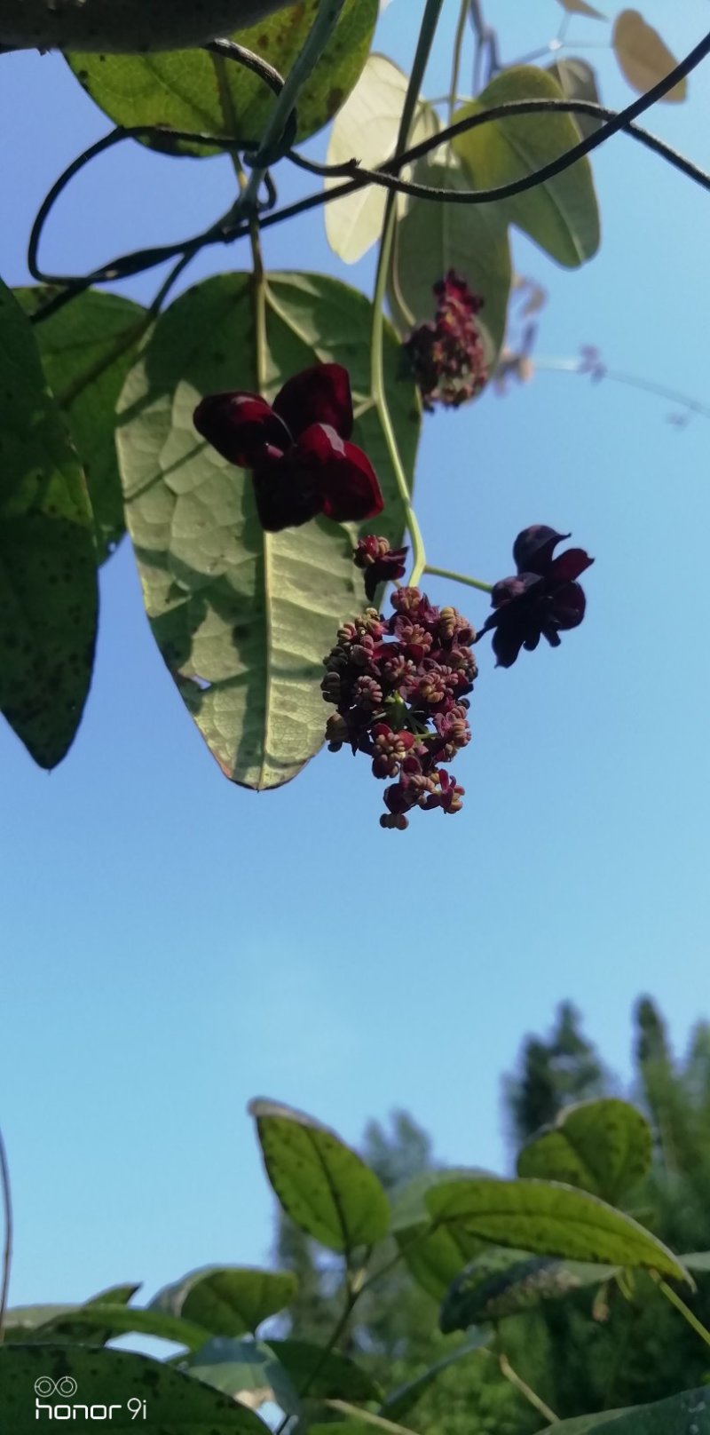 八月瓜鲜果，八月瓜苗木