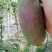 八月瓜鲜果，八月瓜苗木