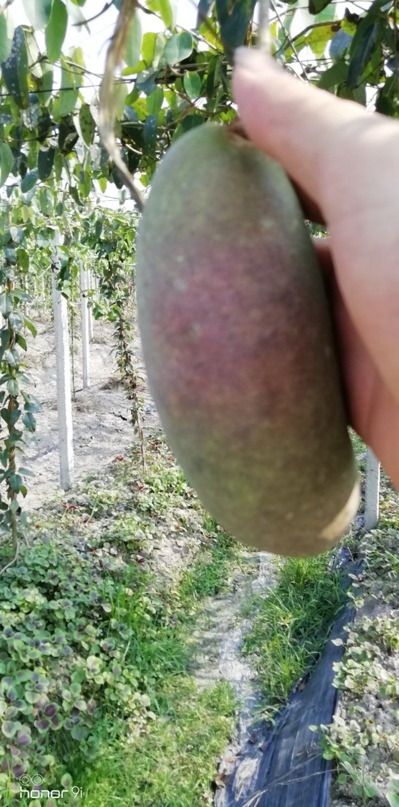 八月瓜鲜果，八月瓜苗木