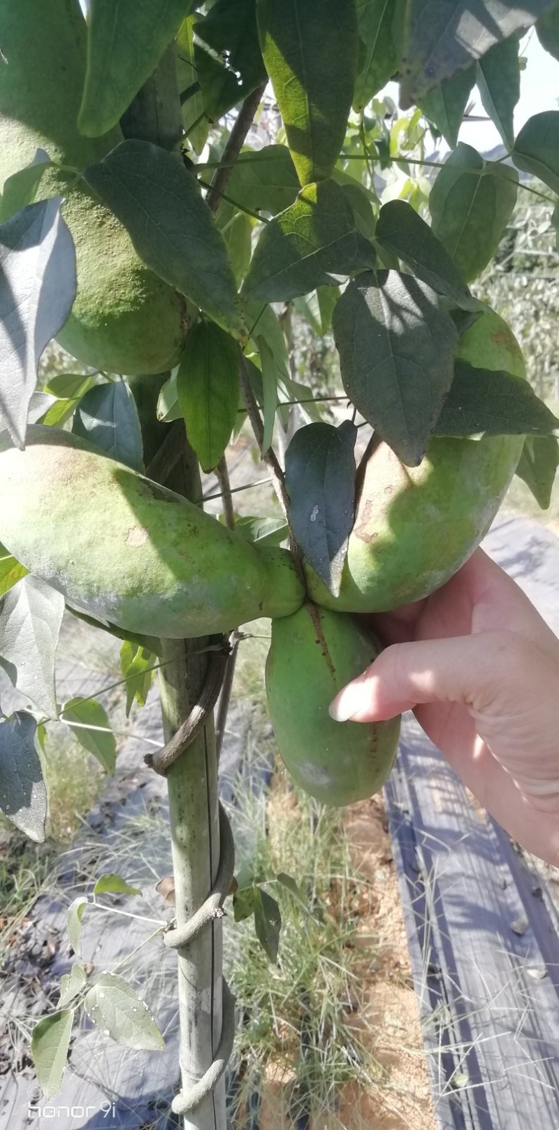 八月瓜鲜果，八月瓜苗木