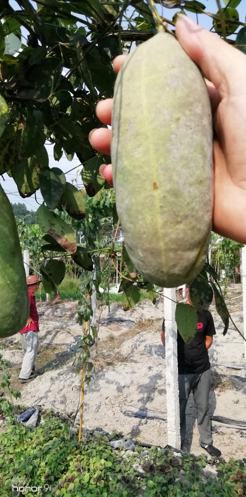 八月瓜鲜果，八月瓜苗木
