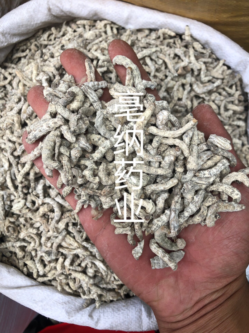 僵蚕中药材白僵蚕1⃣️公斤起批