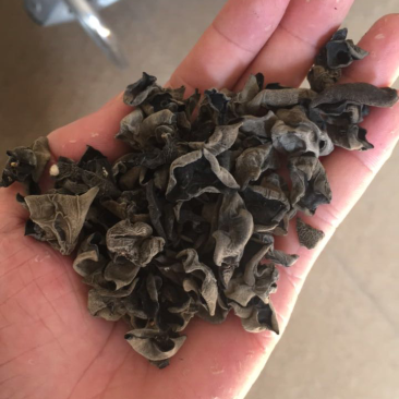 黑木耳