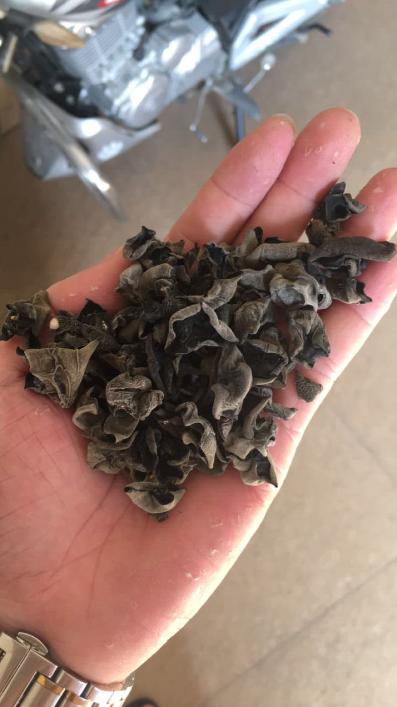 黑木耳