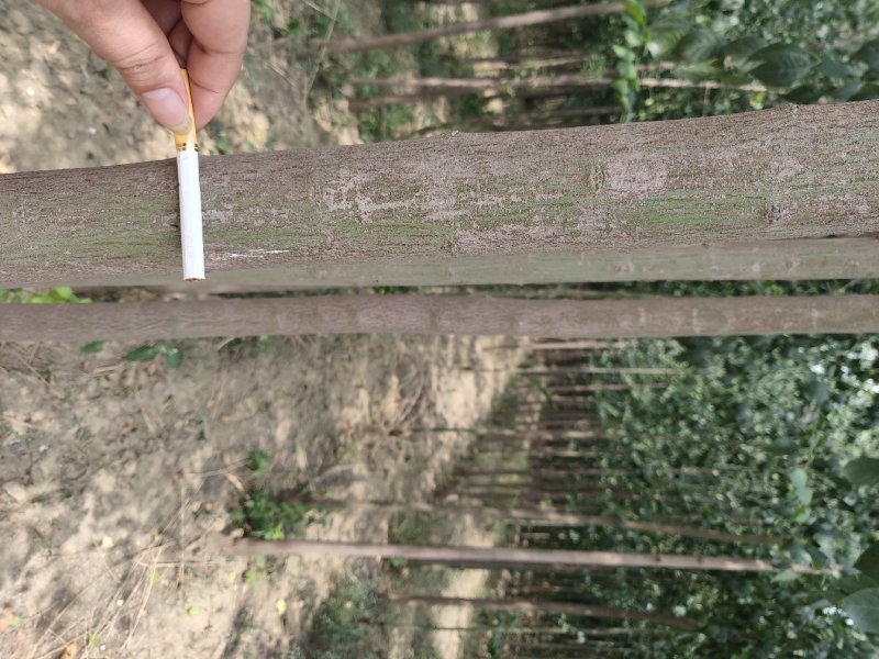 精品丝棉木