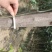 精品丝棉木