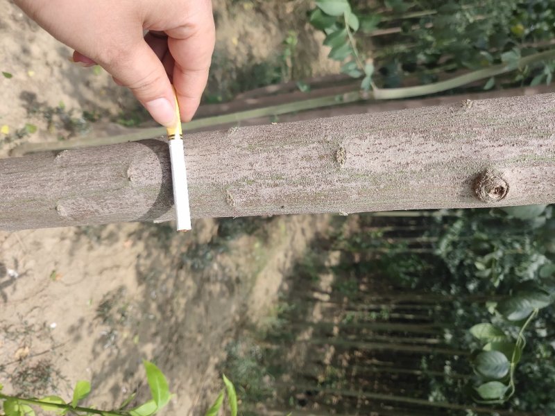 精品丝棉木