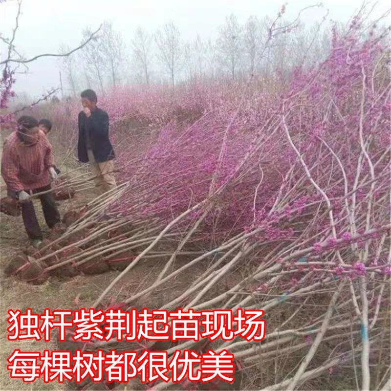 紫荆花树苗紫荆花苗紫荆树苗满条红紫荆小苗
