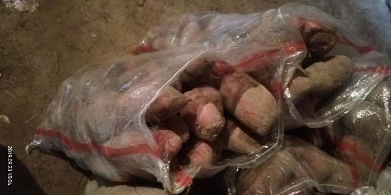 青薯9号土豆红皮黄心4两以上通货现货大量有货