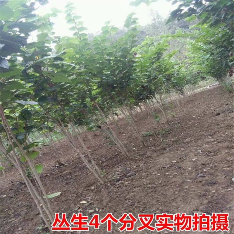 紫荆花树苗紫荆花苗紫荆树苗满条红紫荆小苗