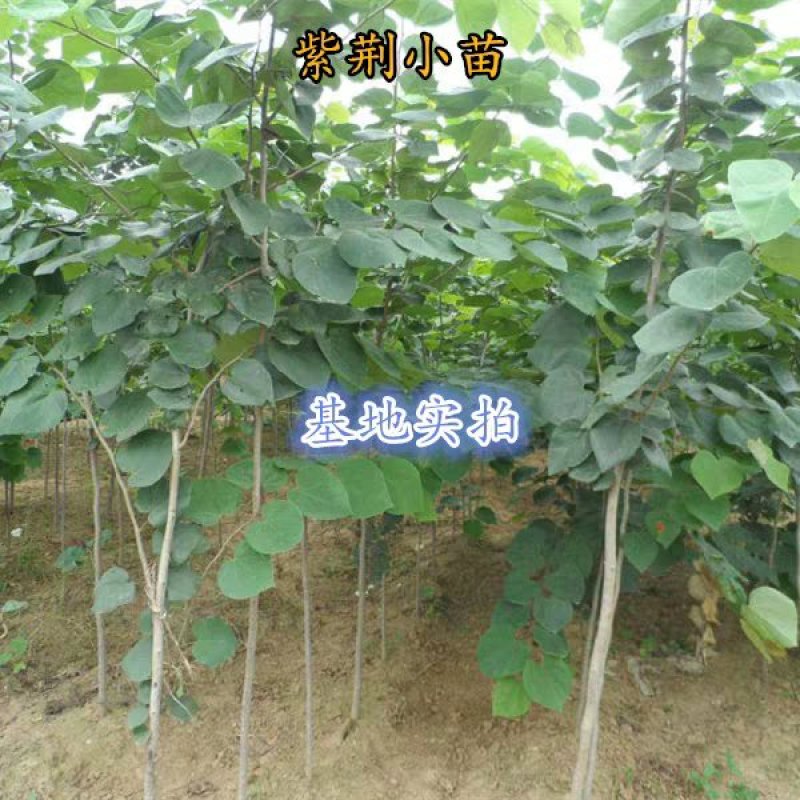 紫荆花树苗紫荆花苗紫荆树苗满条红紫荆小苗