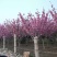 樱花苗，樱花树苗嫁接早樱树苗晚樱苗地栽樱花小苗绿化苗木