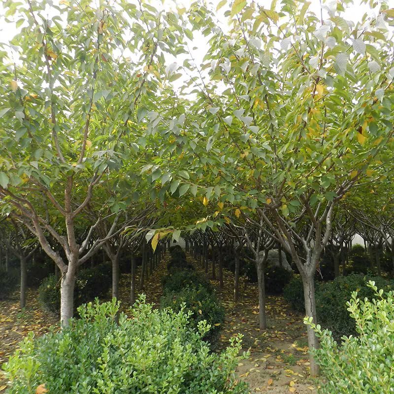 樱花苗，樱花树苗嫁接早樱树苗晚樱苗地栽樱花小苗绿化苗木