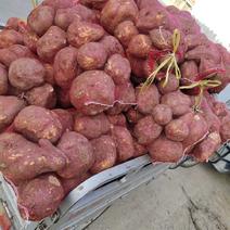 红薯大量上市今天收价每市斤0、3元一0、35元欢迎收购