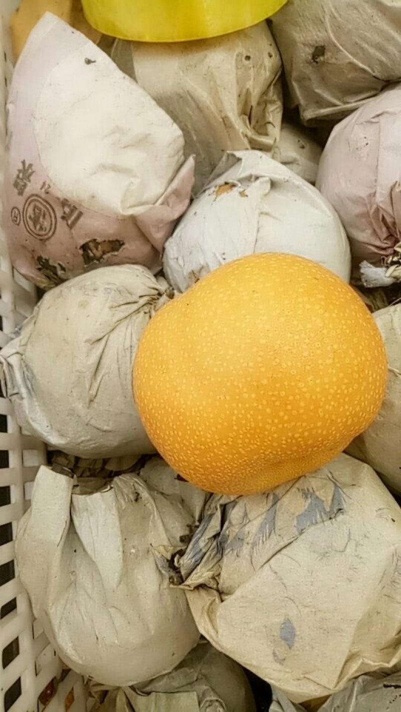 秋月梨