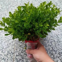 黄杨苗高度8-15公分左右床苗，现起先发货