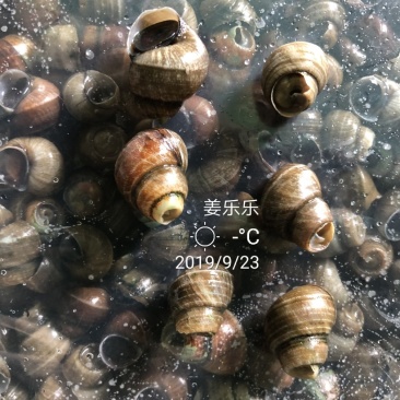剪尾螺螺蛳剪尾半成品去眼