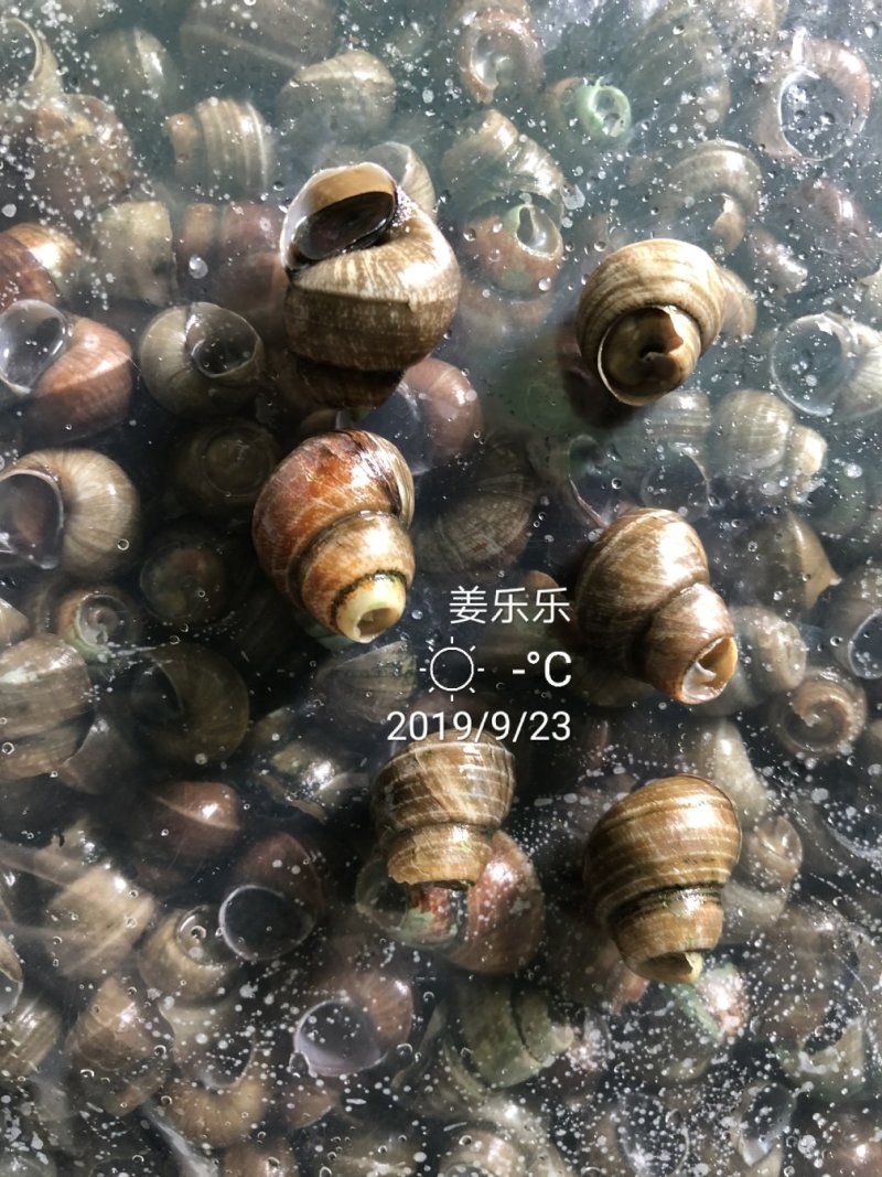 剪尾螺螺蛳剪尾半成品去眼
