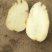 陇10土豆白皮黄心4两起步现货沙土不封顶火速订购！