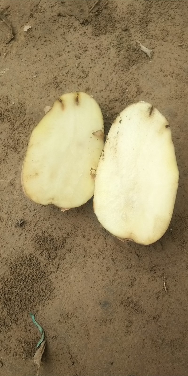 陇10土豆白皮黄心4两起步现货沙土不封顶火速订购！