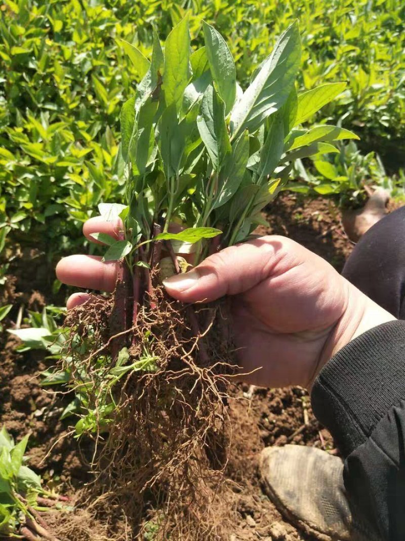 红瑞木扦插小苗红瑞木芽苗枝条苗床苗红瑞木工程苗