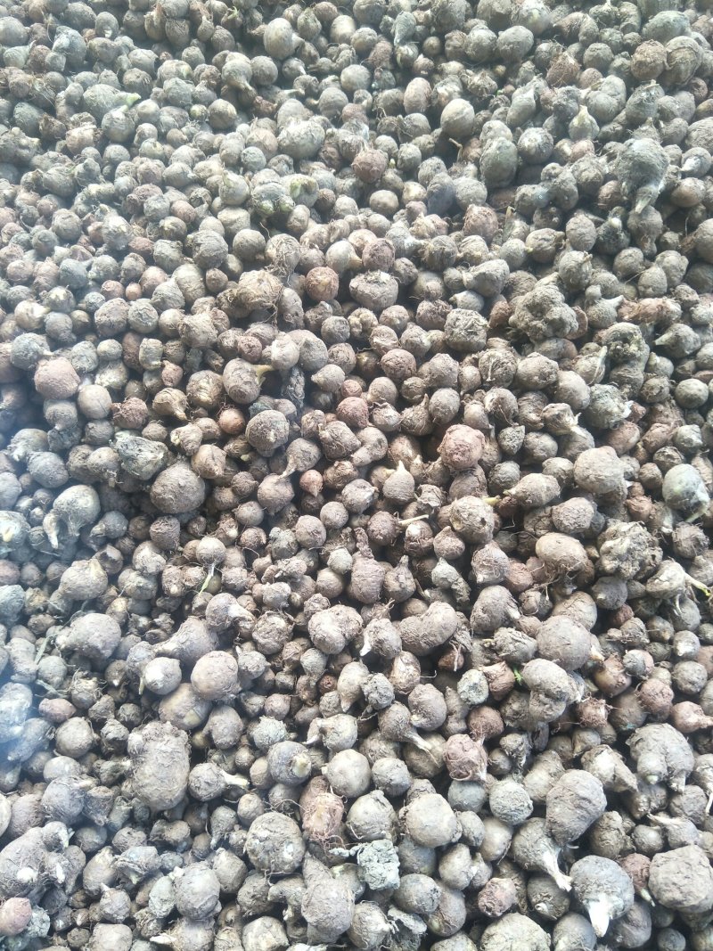 半夏种球