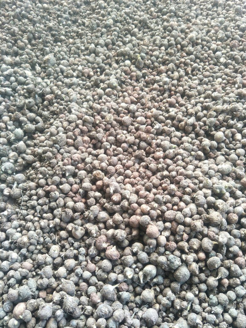 半夏种球