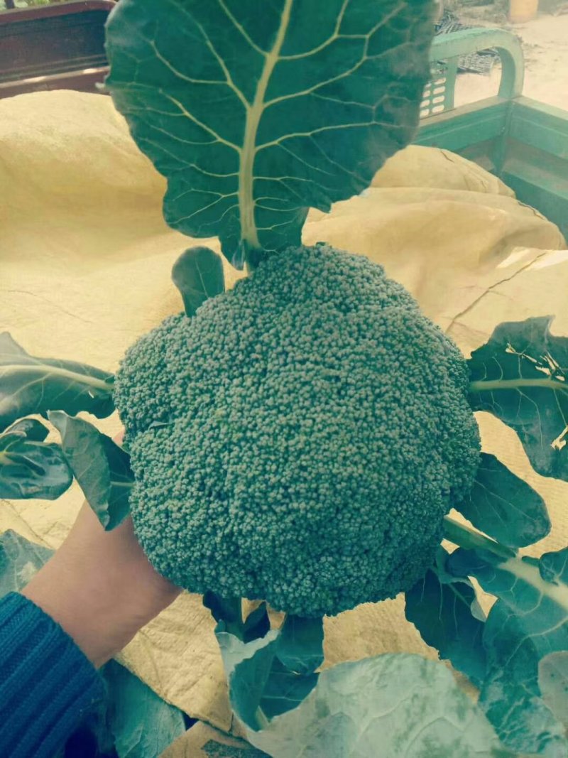西兰花精品，质量保证大量供应，货量充足，欢迎采购。