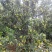 广西南丰蜜橘，可长期供货