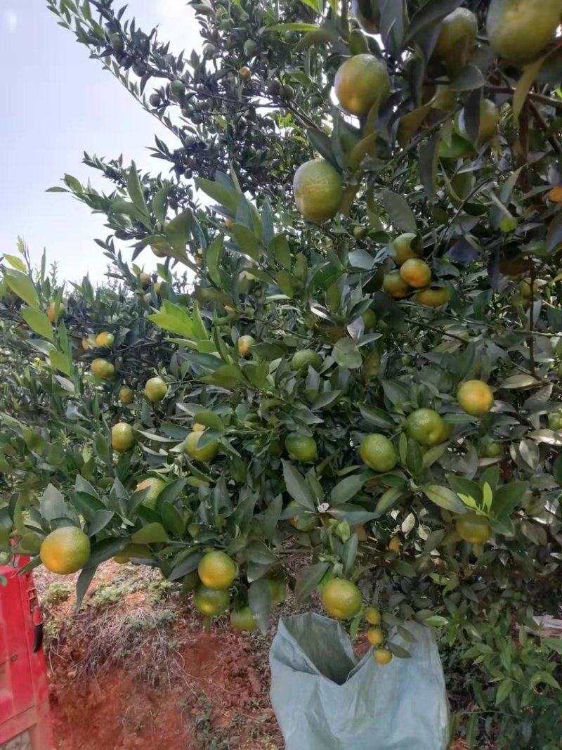 广西南丰蜜橘，可长期供货