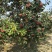 水果