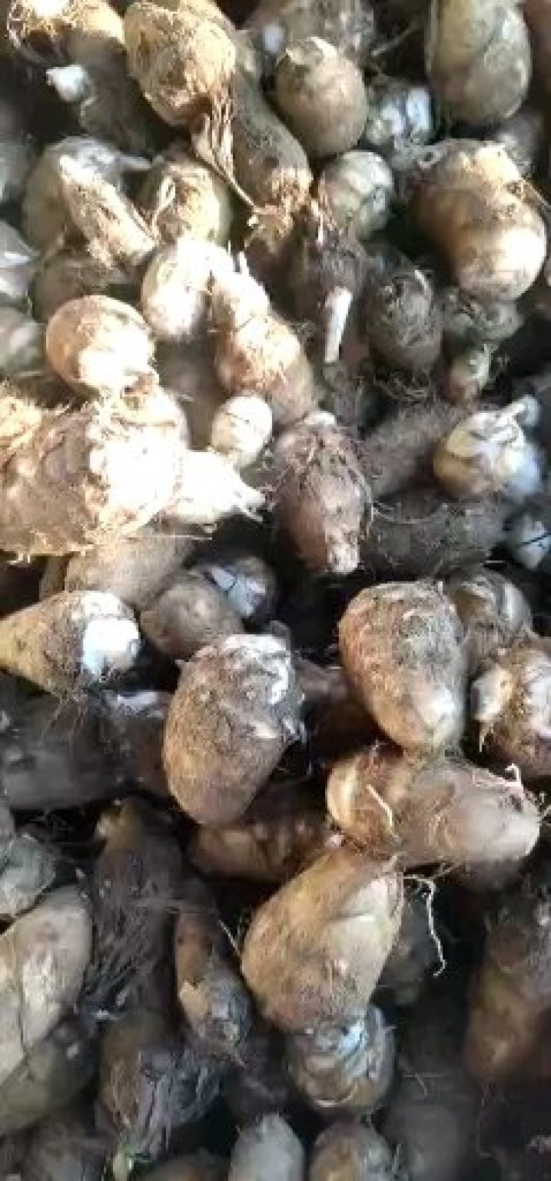 芋头大量供应