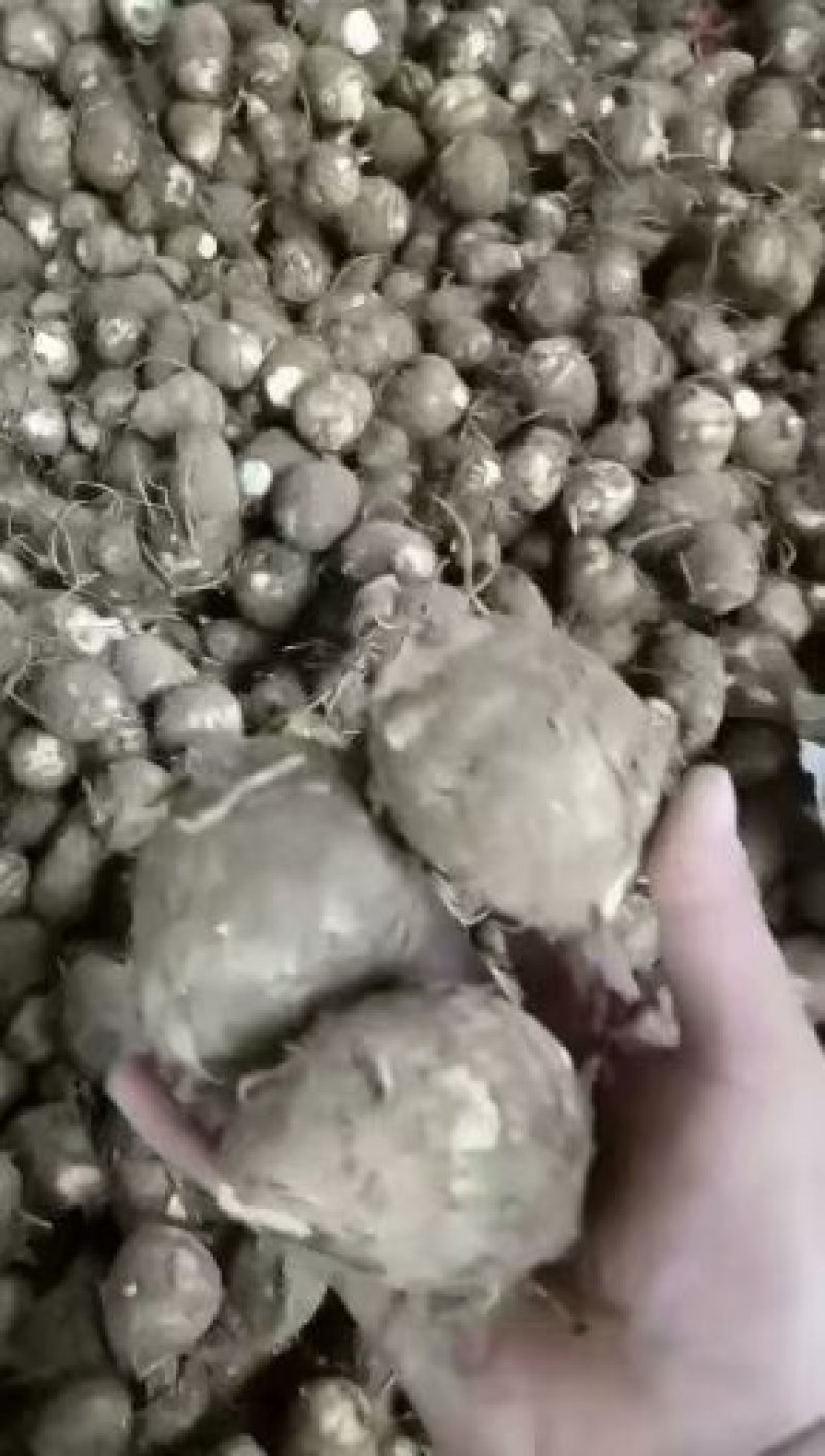 8520牛奶芋头产地直销一手货源支持团购，电商货源充足