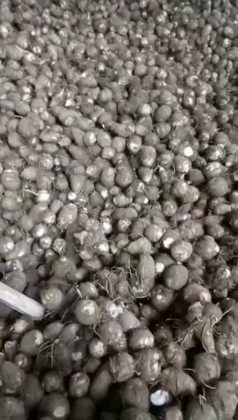 8520牛奶芋头产地直销一手货源支持团购，电商货源充足
