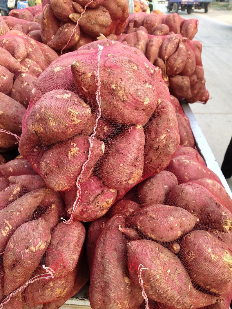 商薯19号大量上市今天收价每市斤0、35元欢迎收购