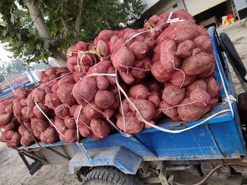 商薯19号大量上市今天收价每市斤0、35元欢迎收购