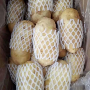 山东冷库荷兰十五土豆，土豆大量现货，货源充足，全国发货