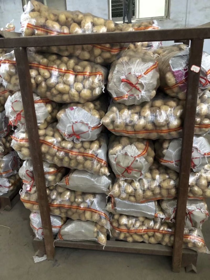 山东冷库荷兰十五土豆，土豆大量现货，货源充足，全国发货
