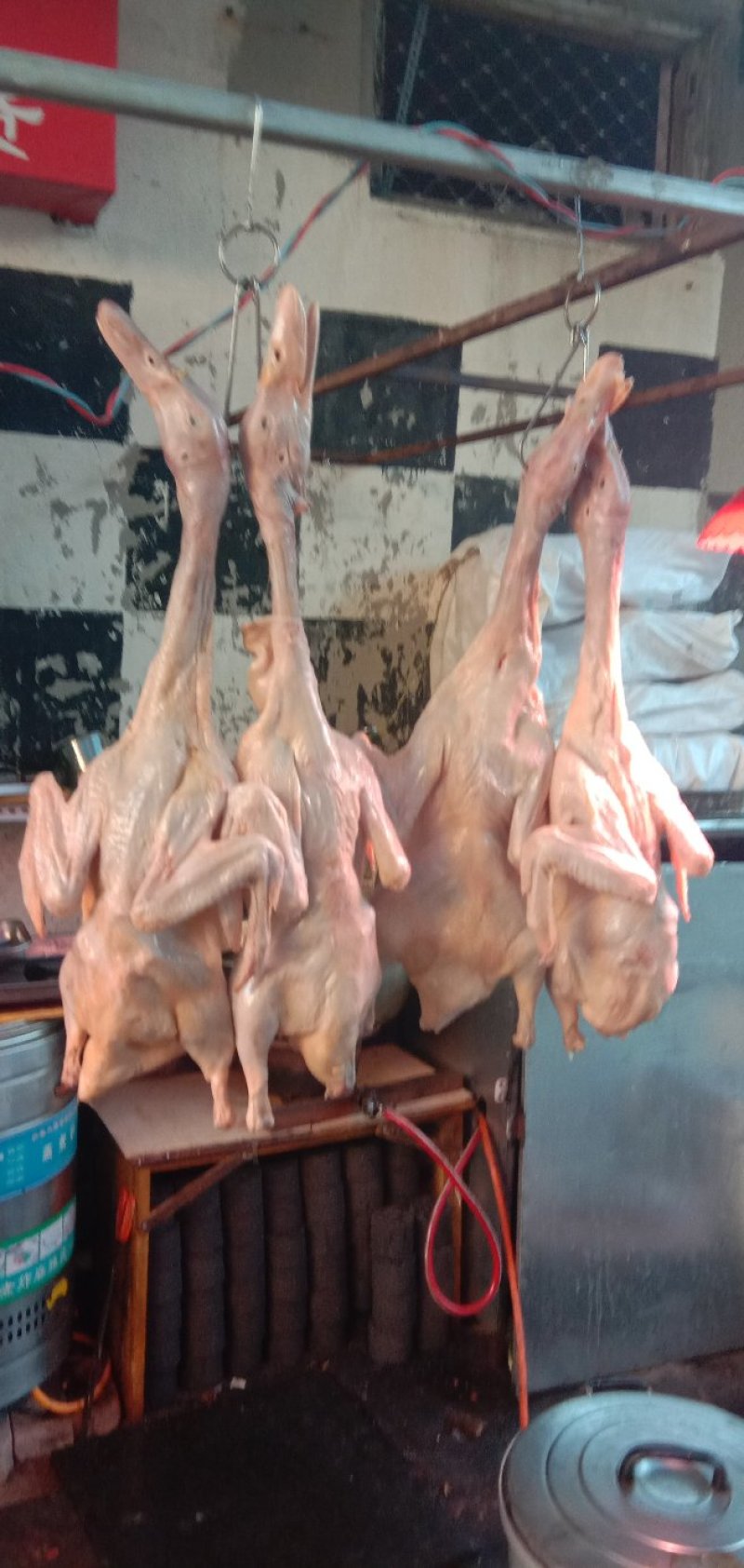 带翅膀白条鸭
