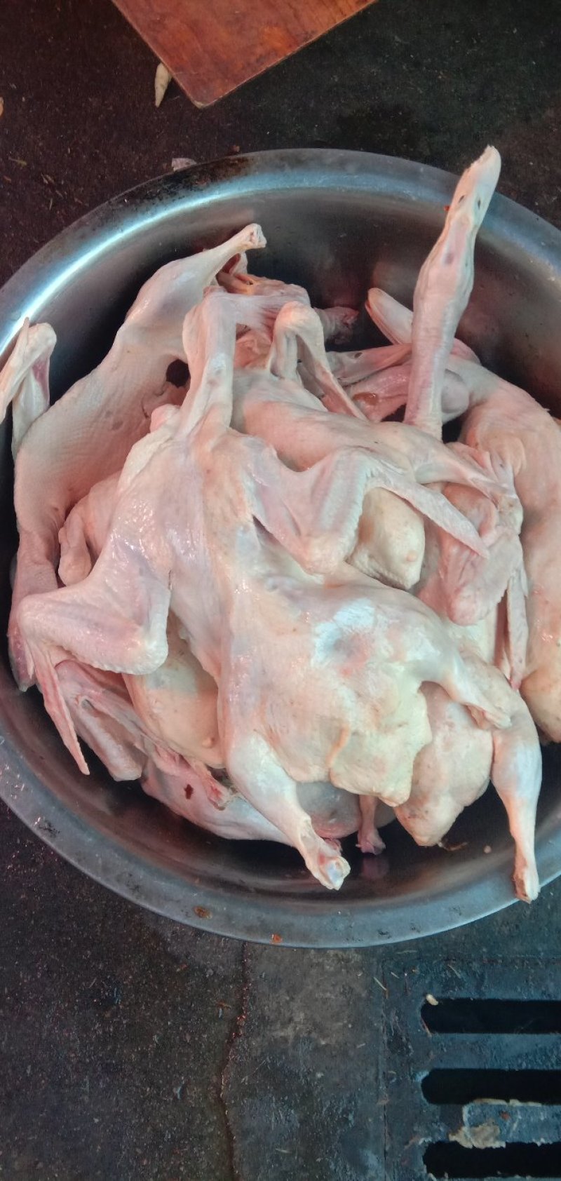 带翅膀白条鸭
